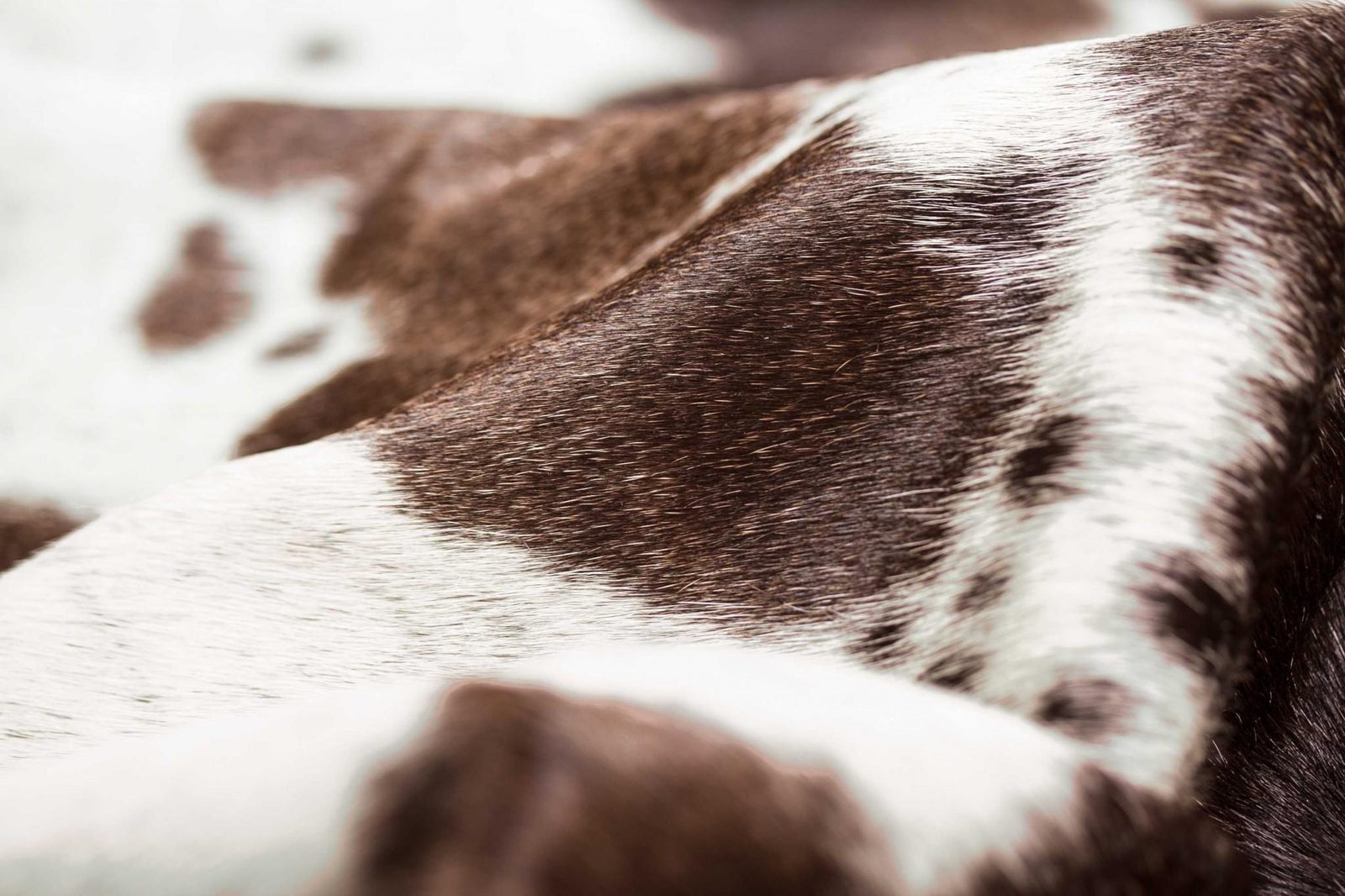 6′ X 7′ White Cowhide Print Area Rug