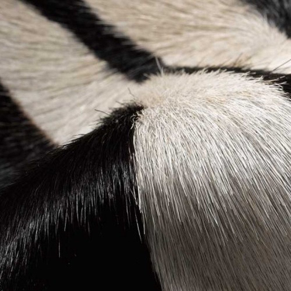 5′ X 7′ Zebra Stripe Natural Cowhide Area Rug